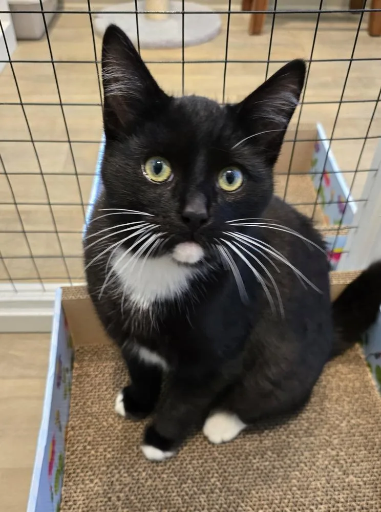 A baby small-sized male Black & White / Tuxedo Domestic Short Hair cat named Lucas for adoption in Vancouver, WA