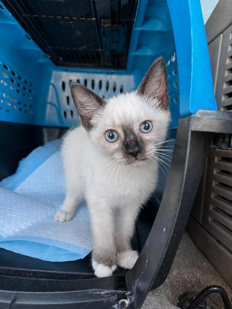 A baby medium-sized female Seal Point Siamese cat named Pax for adoption in Fresno, CA
