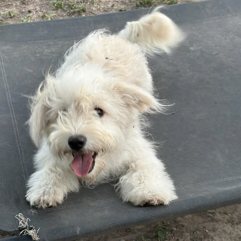 A baby small-sized male White / Cream Terrier dog named Ziggy for adoption in Mcallen, TX