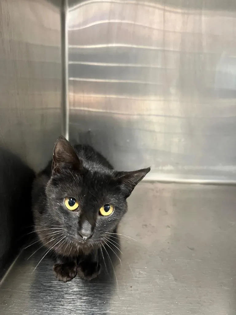 A young large-sized female Domestic Short Hair cat named Annie for adoption in Hopkinsville, KY