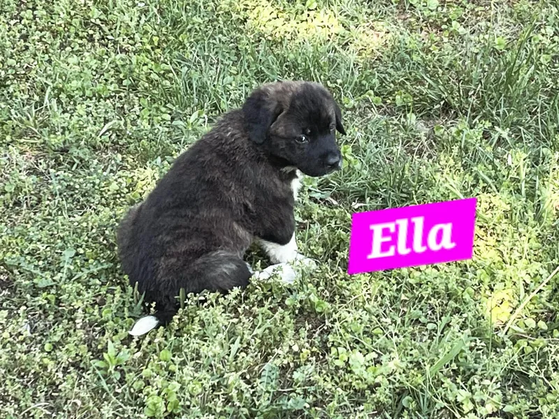 Ella Enchanted thumbnail 2