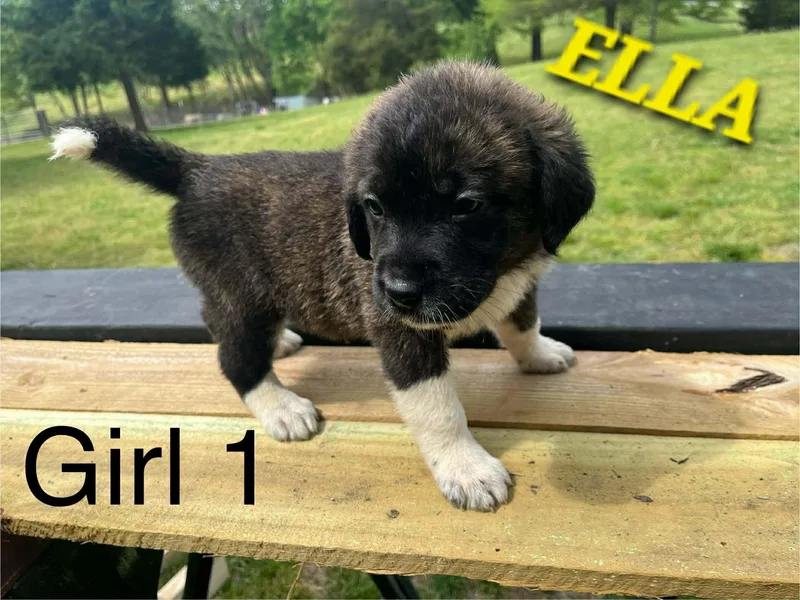 Ella Enchanted thumbnail 3