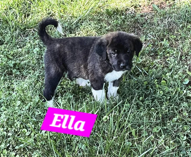 Ella Enchanted thumbnail 4