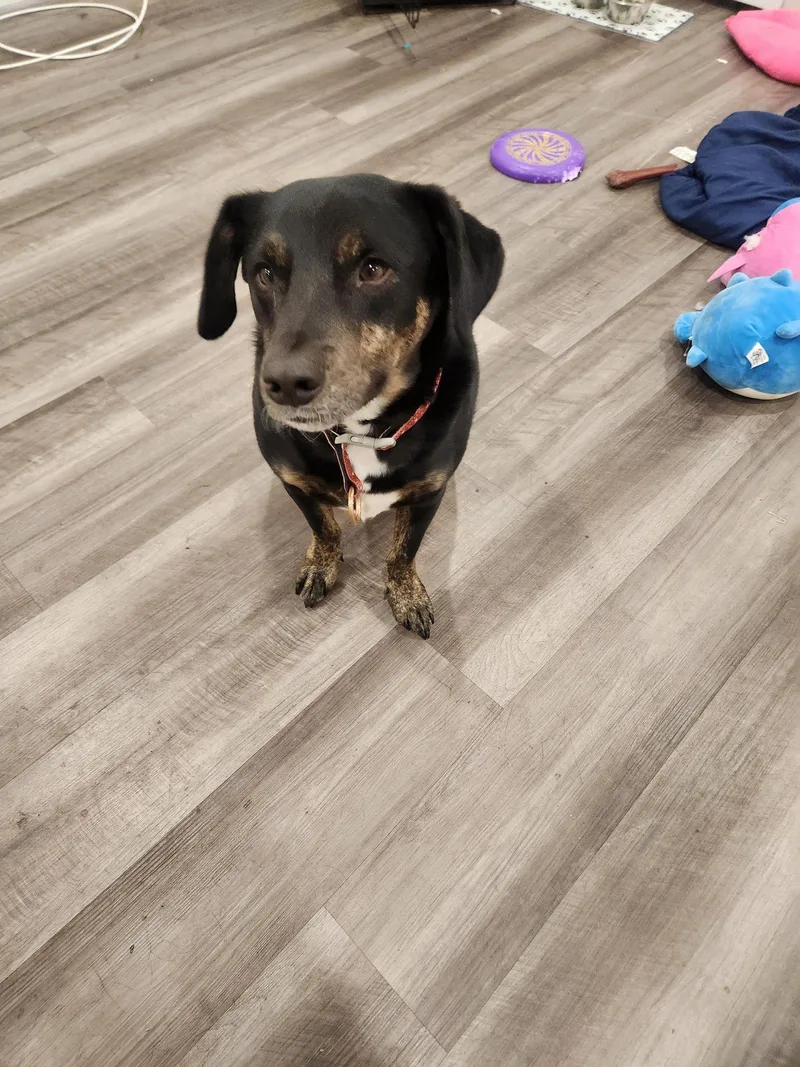 A young medium-sized male Basset Hound dog named Max for adoption in Holbrook, NY