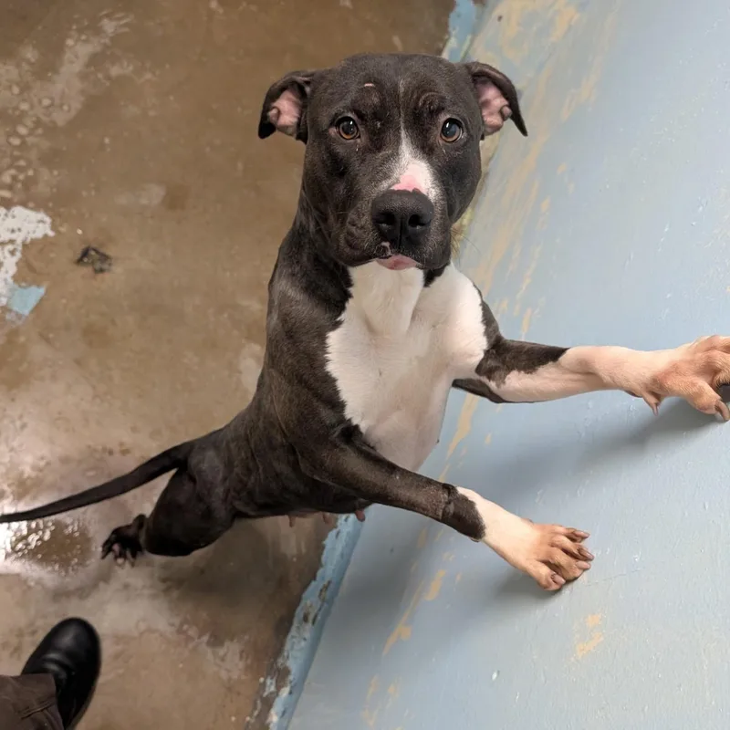 A young medium-sized female Black Pit Bull Terrier dog named Teresa for adoption in Phoenix, AZ