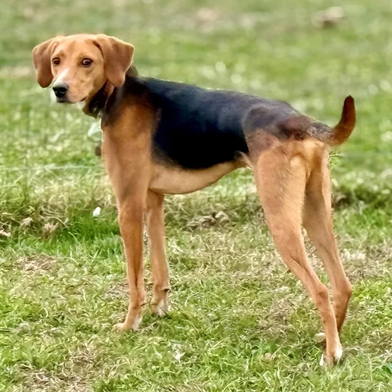 A young medium-sized male Yellow / Tan / Blond / Fawn Mixed Breed dog named Romeo for adoption in Marshall, VA
