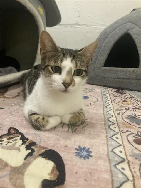 A young small-sized female Domestic Short Hair cat named Monarch for adoption in Aliquippa, PA