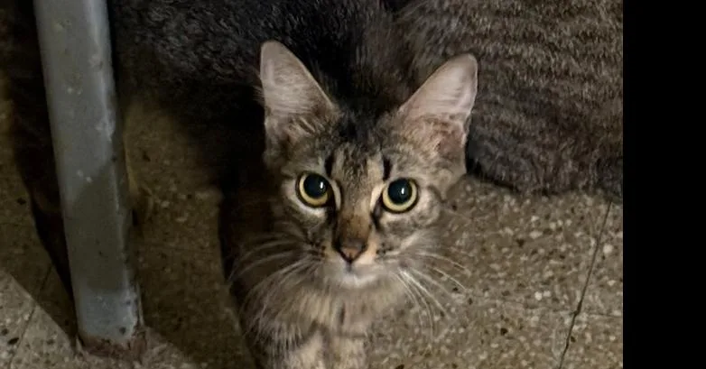 Atenea
