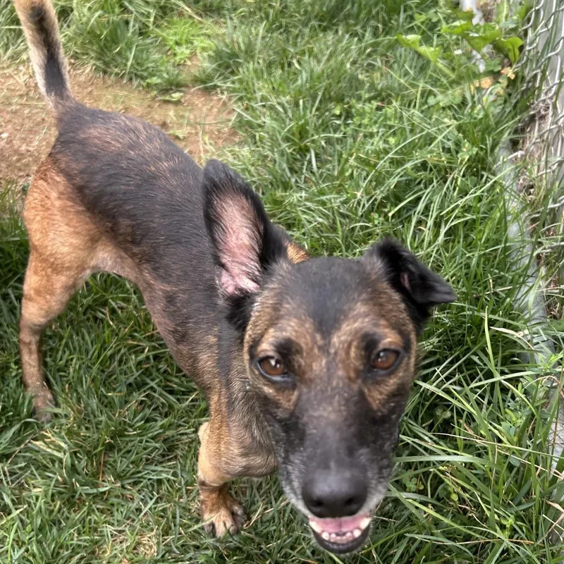 An adult medium-sized female Brown / Chocolate Terrier dog named Ginger for adoption in Harrisonburg, VA