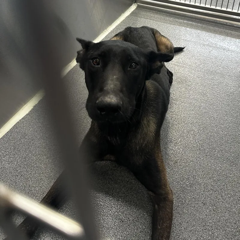 An adult medium-sized male Belgian Shepherd / Malinois dog named Pablo for adoption in Montgomery, AL