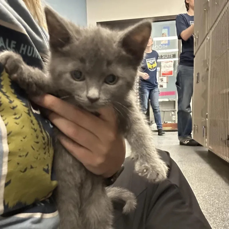A baby small-sized male Gray / Blue / Silver Domestic Short Hair cat named Downy for adoption in Hinsdale, IL