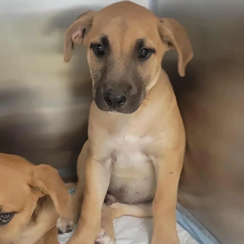 A baby small-sized male Mixed Breed dog named Wallie for adoption in Bastrop, TX