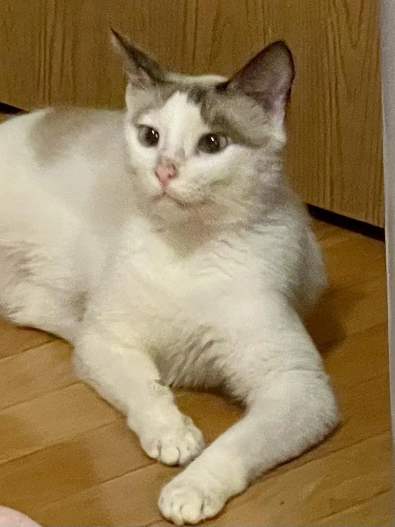 Snowbell thumbnail 2