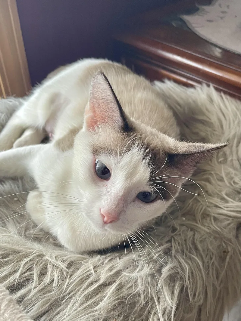 Snowbell thumbnail 3