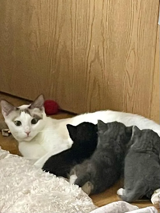 Snowbell thumbnail 4