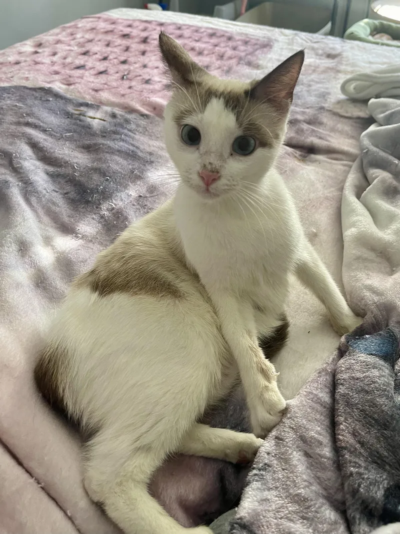 Snowbell thumbnail 5