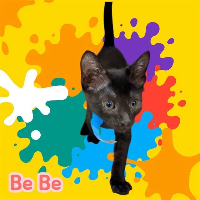 A baby small-sized male Domestic Short Hair cat named Be Be for adoption in Visalia, CA