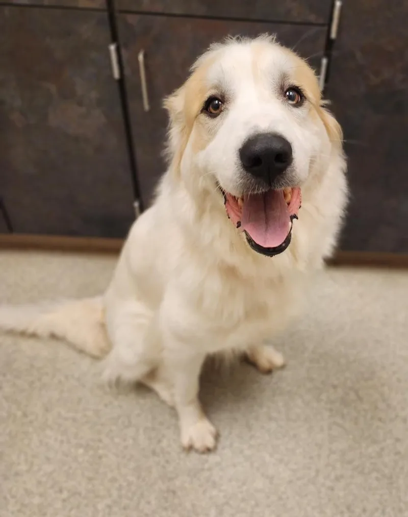 An adult medium-sized female Great Pyrenees dog named Polaris for adoption in Superior, WI
