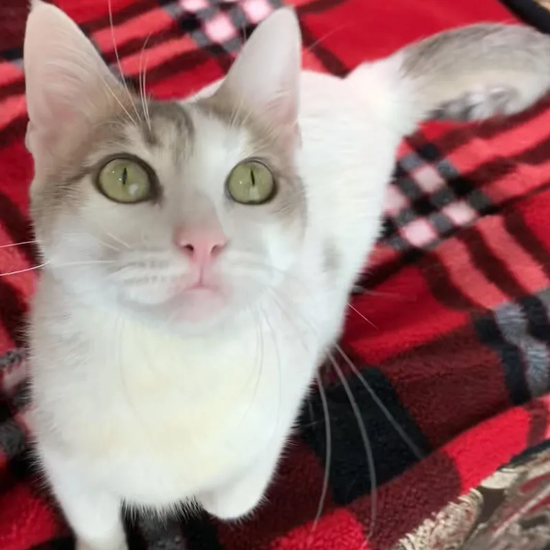 A young medium-sized female White Domestic Short Hair cat named Marney for adoption in Liverpool, TX