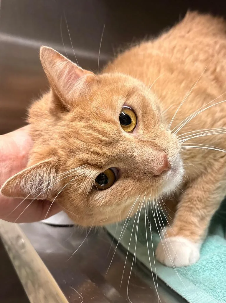 A young medium-sized male Domestic Short Hair cat named Shiloh for adoption in Fall River, MA