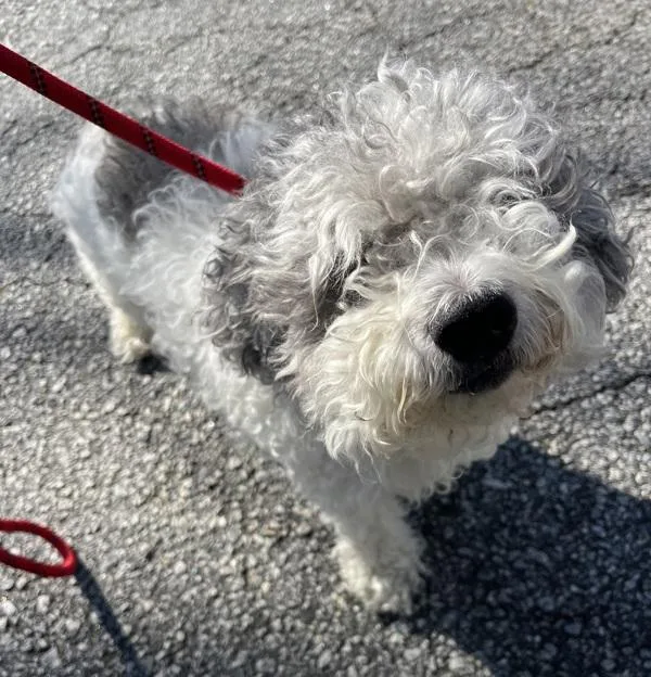 A senior small-sized male Poodle dog named Pen  Oreo for adoption in Lawrenceville, GA