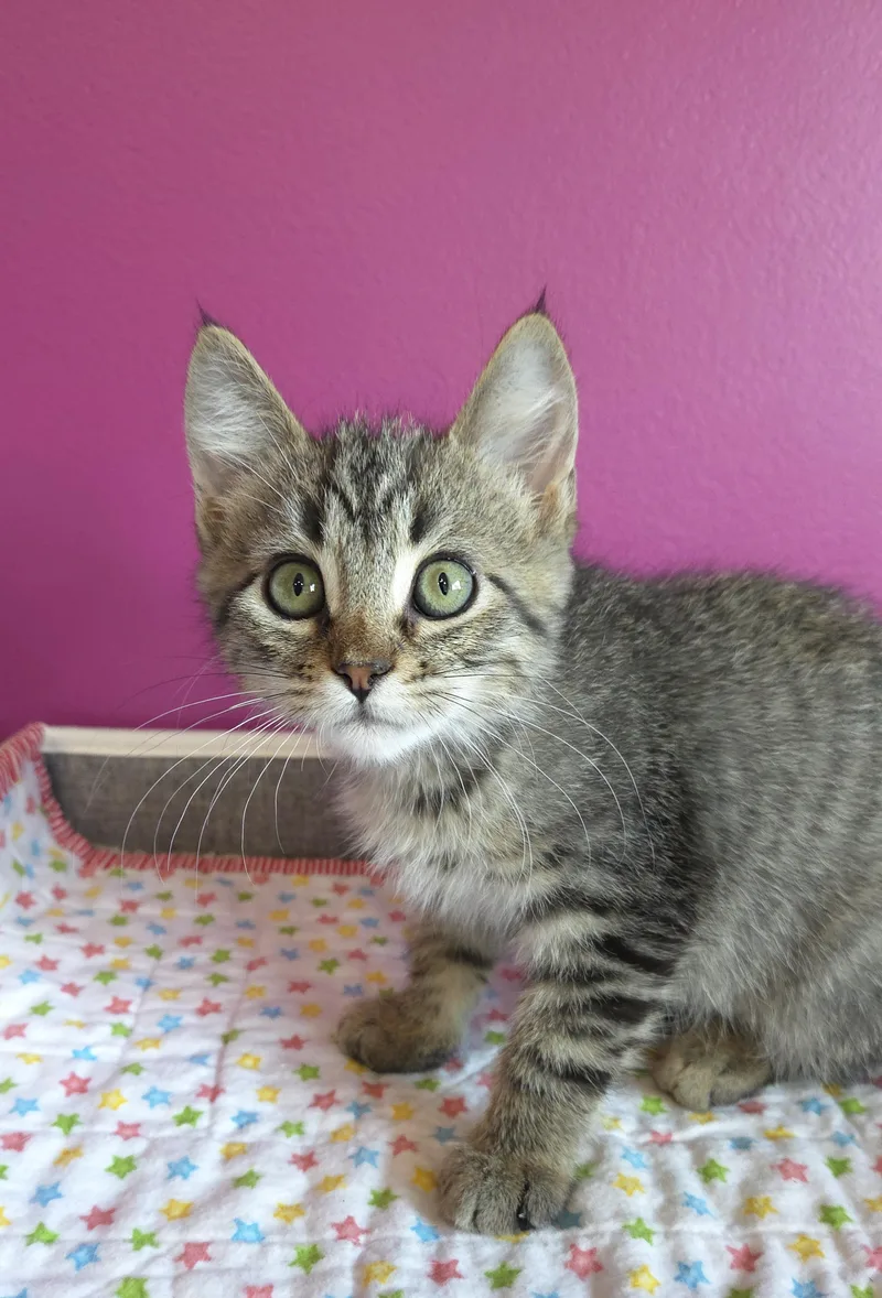 A baby medium-sized female Tabby (Brown / Chocolate) Domestic Short Hair cat named Delilah for adoption in Centerville, UT