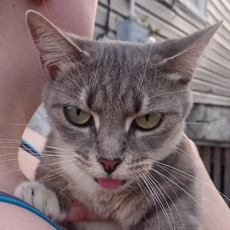 Meowly Cyrus thumbnail 2