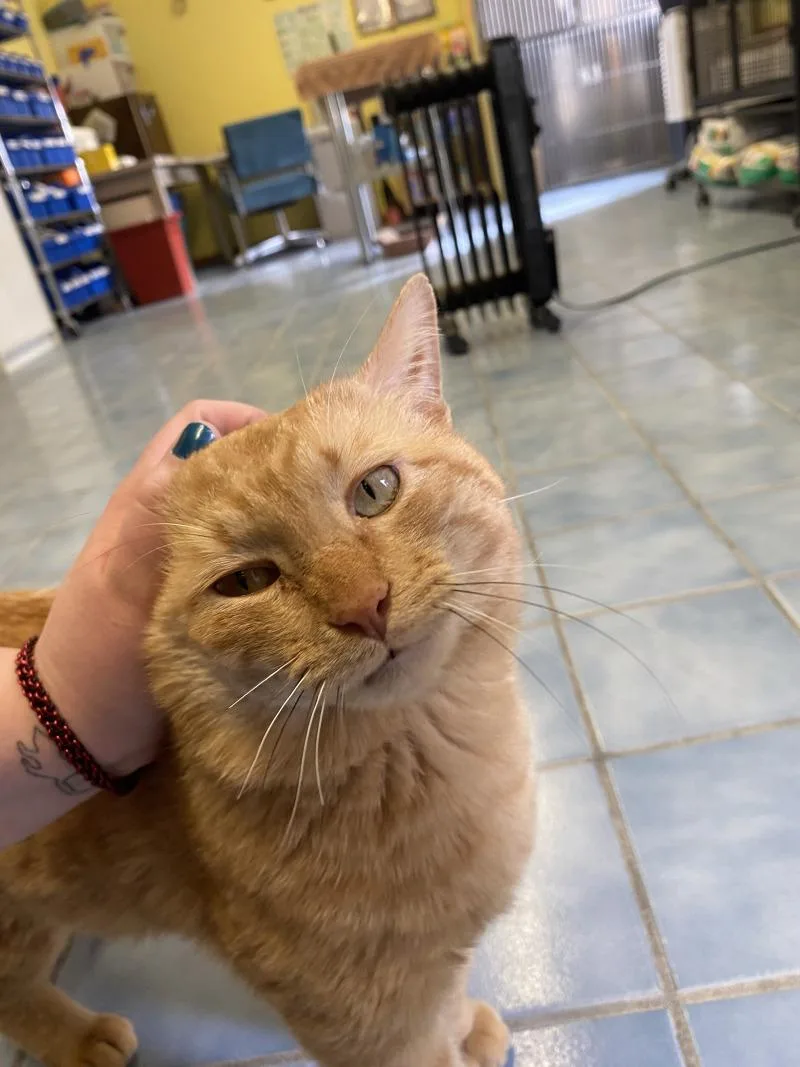 An adult medium-sized male Domestic Short Hair cat named Duck for adoption in Cortland, NY