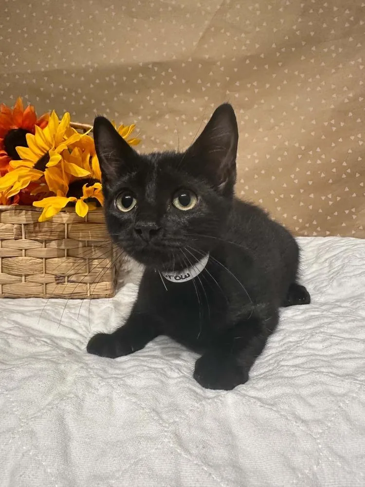 A baby small-sized male Black Domestic Short Hair cat named Crowe for adoption in Groveland, MA