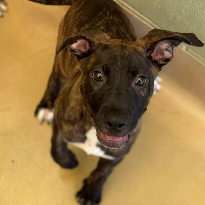 A young medium-sized female Mixed Breed dog named Holler for adoption in Summerdale, AL
