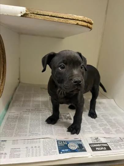 A baby small-sized female Labrador Retriever dog named Sprinkles for adoption in Texas City, TX