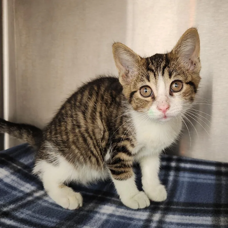 A baby small-sized female Brown / Chocolate Domestic Short Hair cat named Nala for adoption in Fort Wayne, IN