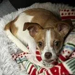 A young small-sized male Brown / Chocolate Chihuahua dog named Sandy for adoption in Portsmouth, OH
