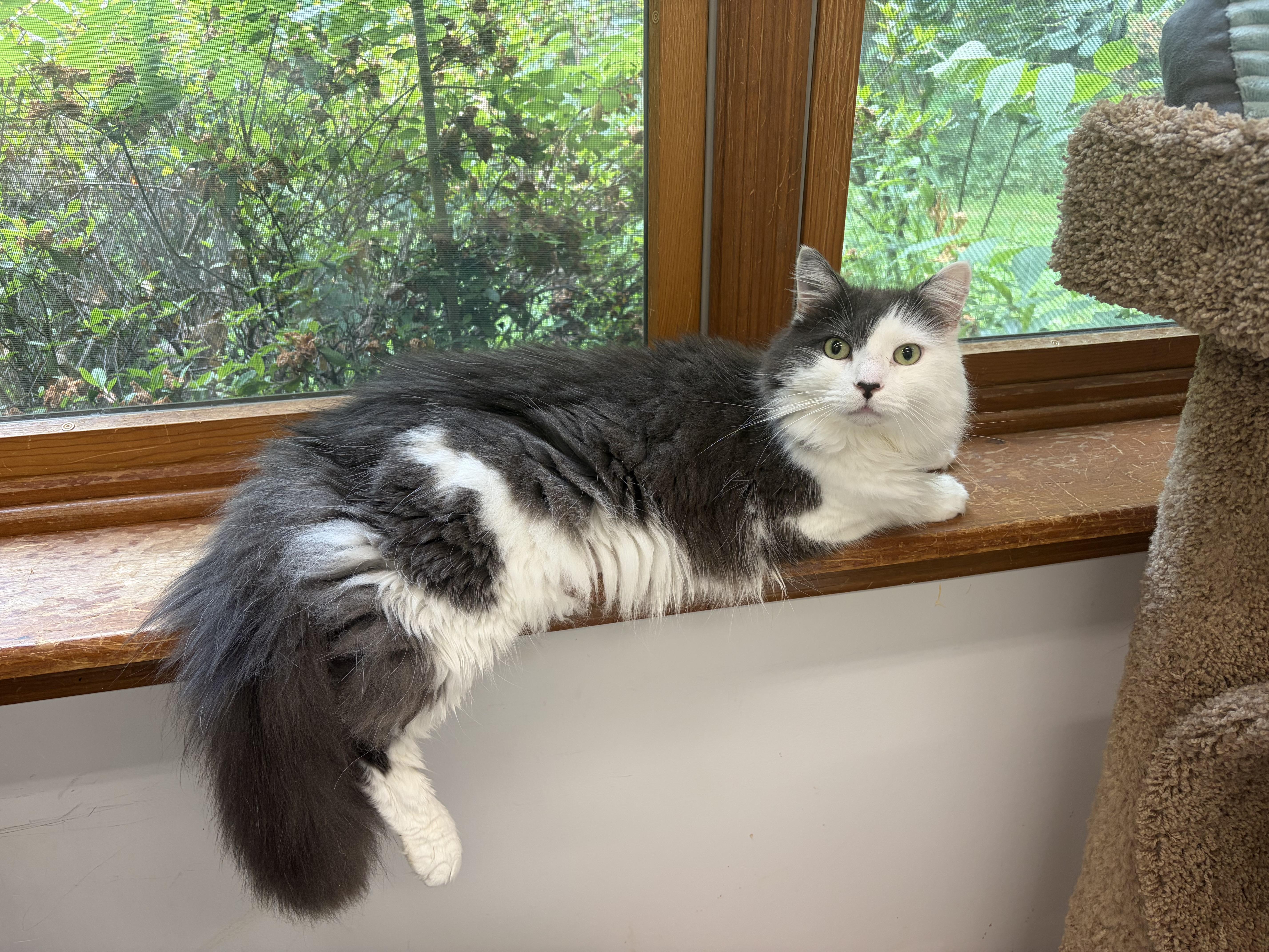 An adult large-sized male White Domestic Long Hair cat named Coconut for adoption in Southold, NY