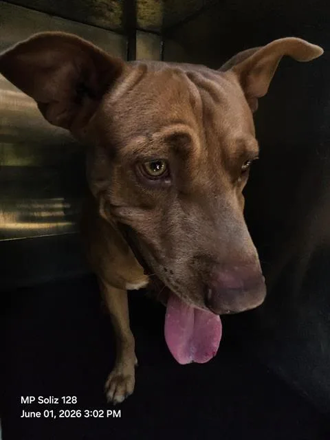 A young large-sized male American Staffordshire Terrier dog named Jack for adoption in San Antonio, TX