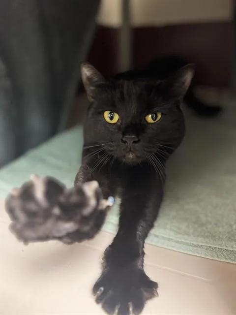 A young medium-sized female Domestic Short Hair cat named Midnight for adoption in Fort Wayne, IN