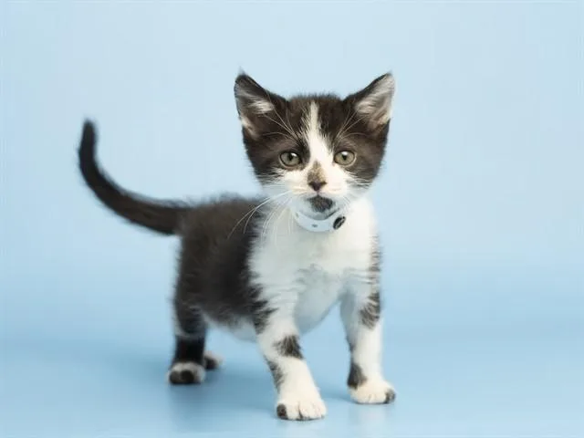A baby small-sized male Domestic Short Hair cat named Muffin for adoption in Phoenix, AZ