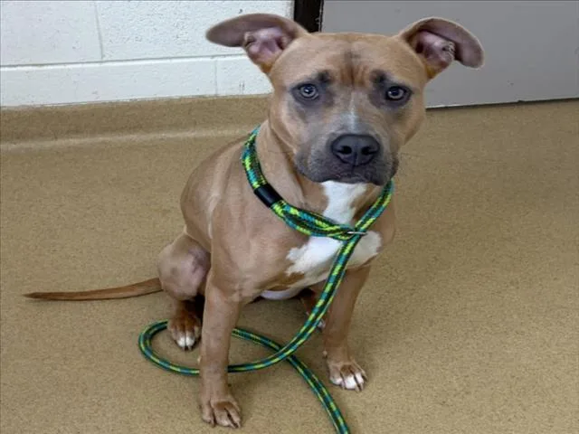 An adult medium-sized female Pit Bull Terrier dog named Celine for adoption in Derwood, MD