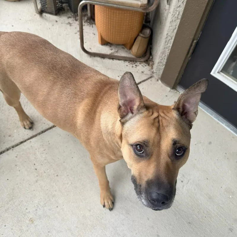 A young extra large-sized male Mixed Breed dog named Woofus Wainwright for adoption in Austin, TX
