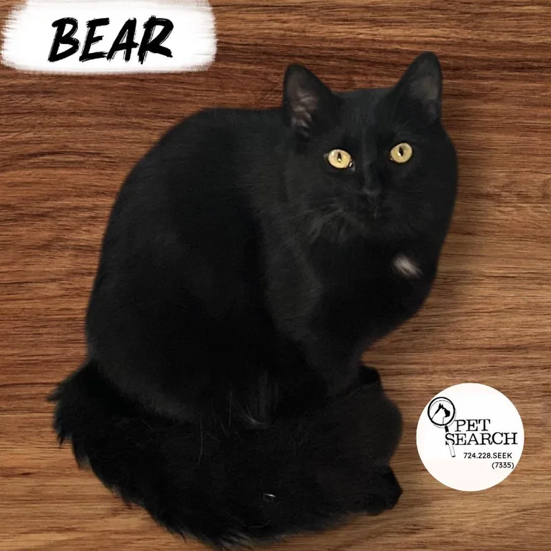 An adult small-sized male Black Domestic Short Hair cat named Bear for adoption in Washington, PA