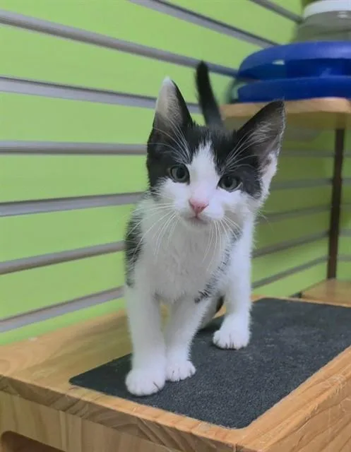 A baby small-sized male Domestic Short Hair cat named Darius for adoption in Saint Peters, MO