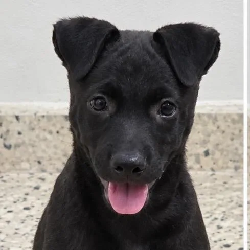 A baby small-sized male Mixed Breed dog named Zeth for adoption in Scituate, MA