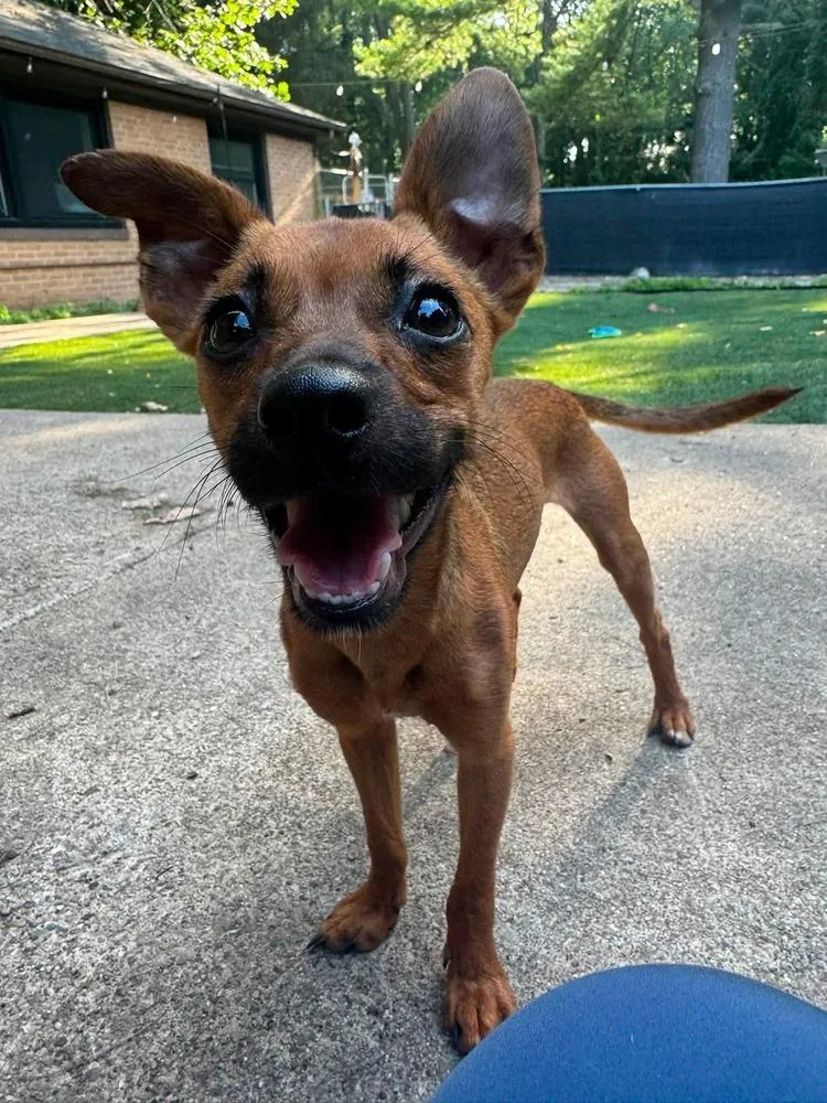 A young small-sized male Brown / Chocolate Chihuahua dog named Miso for adoption in Elkhart , IN