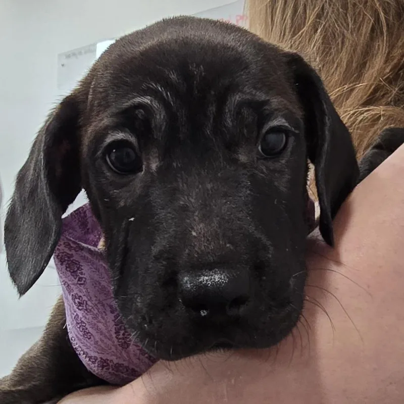 A baby medium-sized female Brown / Chocolate Labrador Retriever dog named Elizabeth for adoption in Lenoir, NC