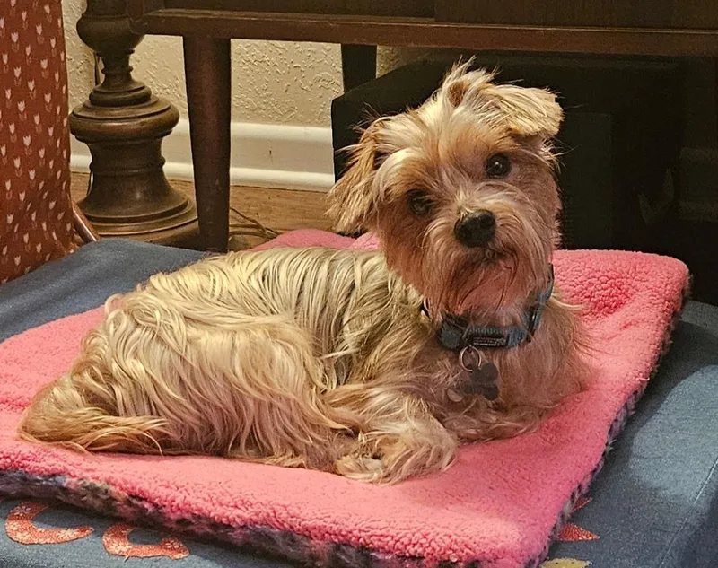 An adult small-sized male Golden Silky Terrier dog named Porter for adoption in Spring, TX
