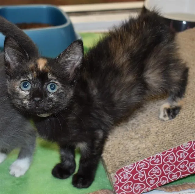 A baby small-sized female Domestic Short Hair cat named Winnie for adoption in Sarasota, FL