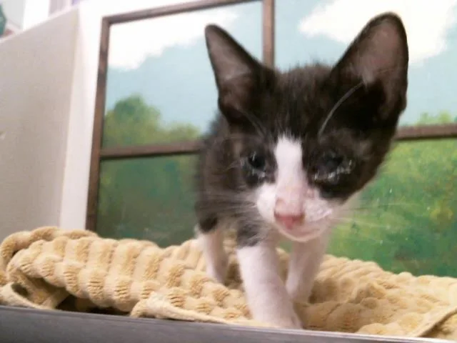 A baby small-sized male Domestic Short Hair cat named Twizzle for adoption in Houston, TX