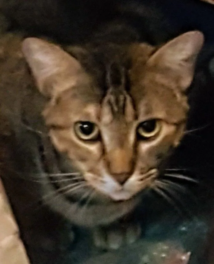 Jane Eyre thumbnail 2