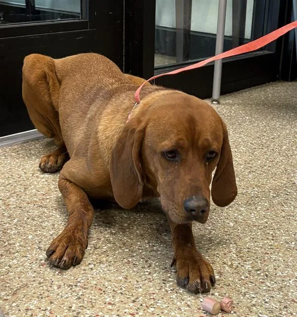 A young large-sized male Redbone Coonhound dog named Hondo for adoption in Clyde, NC
