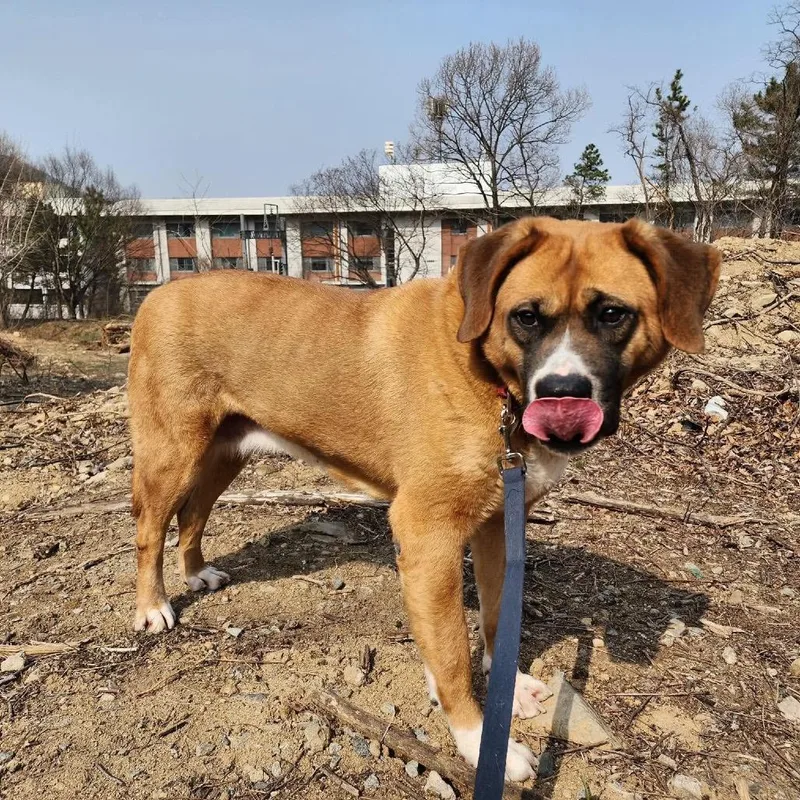 An adult large-sized female Brown / Chocolate Mastiff dog named Cookie for adoption in Northbrook, IL